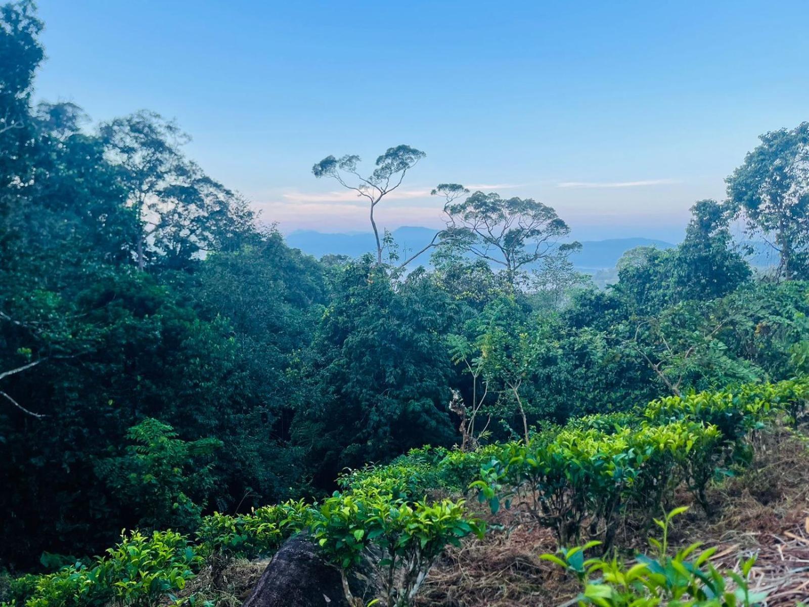 Palabaddala Tea And Eco Lodge راتنابورا المظهر الخارجي الصورة